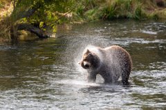 Kamtchatka brown bear shaking off water after an attempted salmon hunt