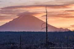 Tolbachik dead forest at sunset, Kamchatka