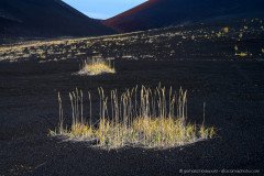 The black lava ashes at Tolbachik volcano stand in harsh contrast to the sparce grass vegetation