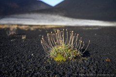 Some pioneer plants start to grow in the black volcanic ashes of the Tolbachik volcano