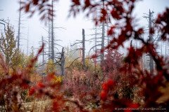 Tolbachik dead forest with autumn colors, Kamchatka