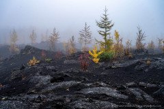 A new forest is growing on the lava of the Tolbachik eruption