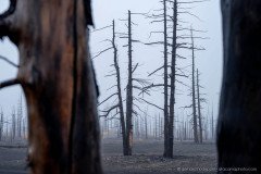Tolbachik dead forest with morning fog, Kamchatka