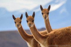 Three curious vicunas looking at the camera, Altiplano Chile