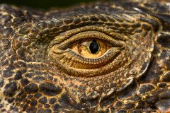 Closeup of reptile eye: green iguana in Costa Rica