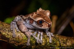 Spiny-headed tree frog (Anotheca spinosa), Braulio Carillo National Park, Costa Rica