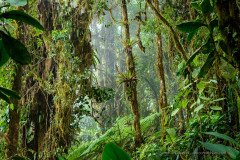 Dense cloud forest with moss and epiphytes, Ecuador