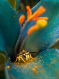 A wasp covered by pollen of the green-blue coloured flower of Puya alpestris, an endemic bromeliad of Chile