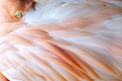 Flamingo eye and feathers