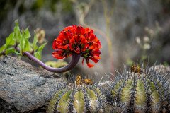 Garra de Leon (Bomarea ovalleii) in full bloom with cactus, Atacama desert