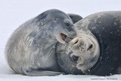 Weddell seal pup (Leptonychotes weddellii) playing with mother