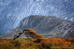 Autumn in Tierra del Fuego, a bent and windswept tree at Caleta Maria