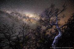 Milky Way above snow covered trees, a winter nightscape at Torres Del Paine National Park