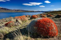 Red neneo or fire-bush in bloom, Lago Sarmiento, Torres del Paine