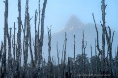 Dead forest with morning fog at Corcovado National Park, Patagonia