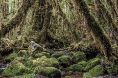 A forest covered in moss, Valle Cochamo Patagonia Chile