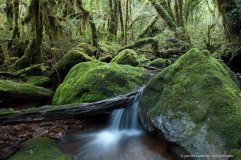 Amazing world of mosses in temperate rainforest of Cochamo Valley