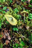 Green mushrooms (Hygrocybe psittacina), fungi of Cochamo valley in Patagonia Chile