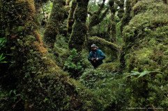 A photographer is exploring the temperate rainforest of Isla Madre de Dios, with extremely thick moss cover