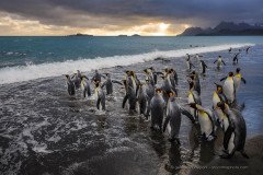Group of King penguins marching at sunrise to the water for the daily foraging, Salisbury Plain