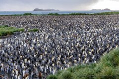 Hundred thousand king penguins are gathering at the shore of South Georgia Island