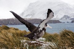 Young Wandering albatross on the nest is trying his huge wings for the first time in the wind of South Georgia Island