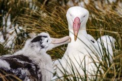 Wandering Albatross (Diomedea exulans) mother feeding chick at nesting site, Prion Island, South Georgia