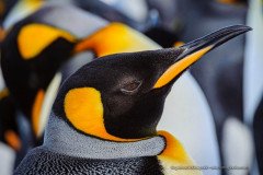 King penguin portrait, South Georgia Island