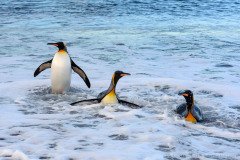 Three king penguins (Aptenodytes patagonicus) coming ashore in the surf of South Georgia Island coast