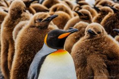 Adult King penguin (Aptenodytes patagonicus) surrounded by fluffy brown chicks, South Georgia Island