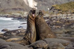 Two furious fighting male elephant seals at coast of South Georgia Island
