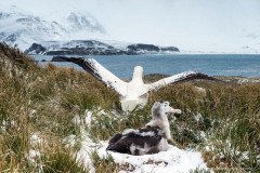 Adult Wandering Albatross taking off after feeding its chick at nest with snow and tussock, Prion Island, South Georgia Island