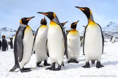 Group of king penguins (Aptenodytes patagonicus) in the snow, South Georgia Island