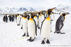 Group of king penguins (Aptenodytes patagonicus) in the snow, South Georgia Island