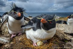 Closeup of Rockhopper penguins on their nest with eggs, Falkland Islands