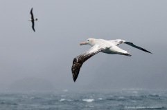 Two giant Wandering Albatross (Diomedea exulans) in flight over the southern ocean, South Georgia Island
