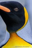 Detail of orange and gray feathers of King Penguin neck and face