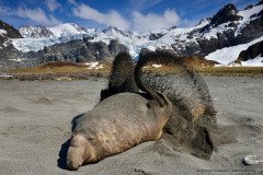 An elephant seal is flipping sand on its back as sun protection, South Georgia