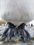 King Penguin (Aptenodytes patagonicus) feet closeup photo, with impressive claws