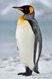Solitary king penguin in the snow, South Georgia Island