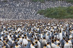 Countless King Penguins at Salisbury Plain in South Georgia
