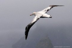 With a wingspan of over three meters the Wandering Albatross soars through strong winds at the coast of South Georgia