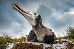 Young Wandering albatross (Diomedea exulans) on the nest, South Georgia Island