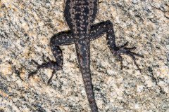 Lava lizards (Microlophus atacamensis) are found along the coast of the Atacama