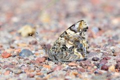 Well camouflaged Atacama Desert butterfly (Cynthia carye)
