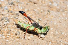 Wasp (Ammophila sp.) killing a caterpillar in the blooming Atacama desert