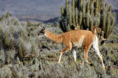 Guanaco checking out a cactus snack, Punta Choros, Chile