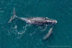 Southern right whale mother with calf at the coast of Antofagasta