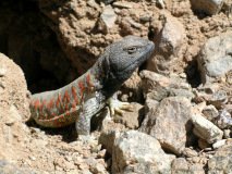 Lizard (Liolaemus nigriceps), Atacama desert, Chile