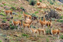 Group of Guanacos between cactus in the north of Chile, Atacama